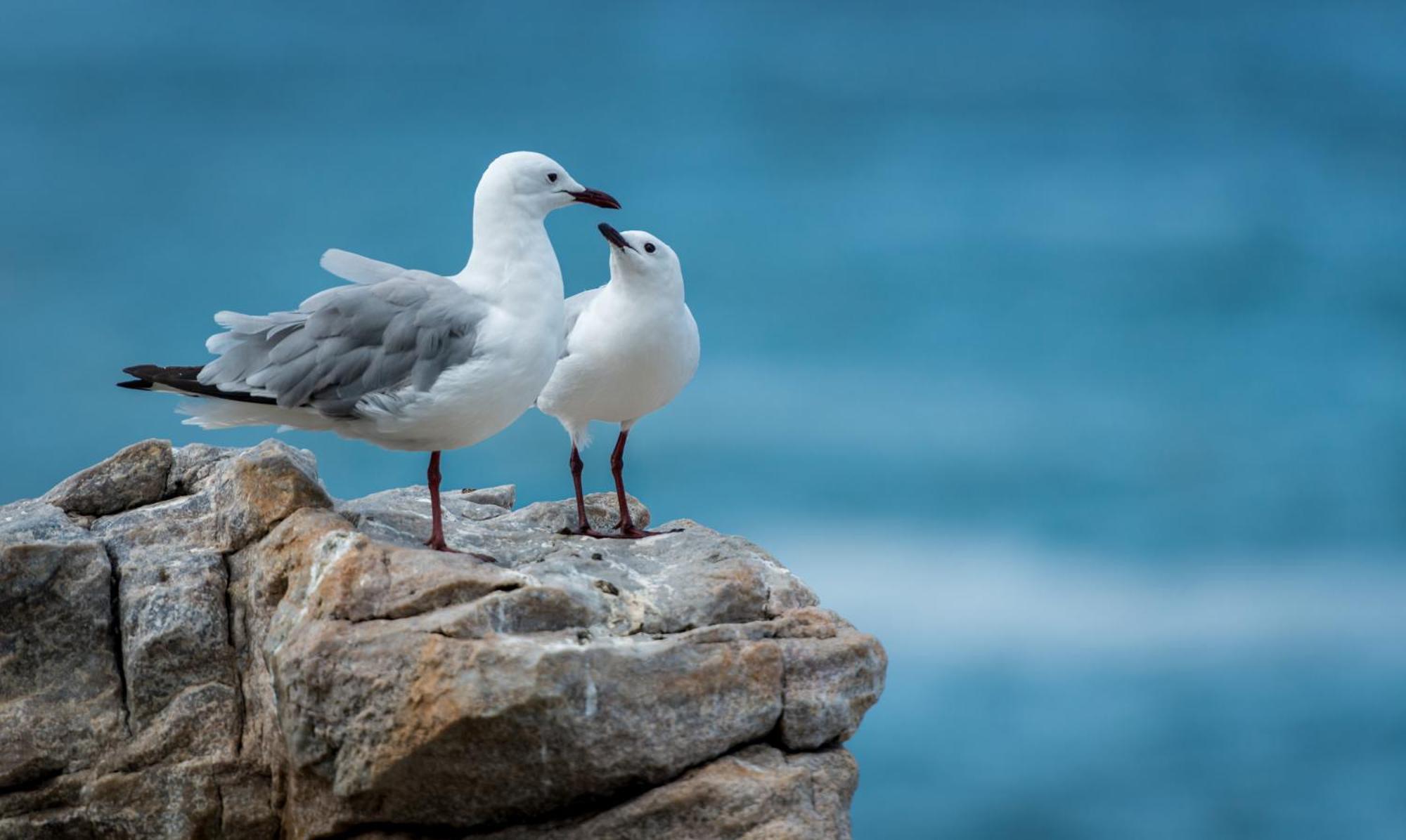 Apartment Gaviota Krk クルク エクステリア 写真